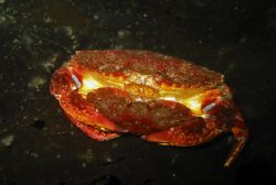 Red rock crabs, Madrona Point, BC by Voicu Tulai 